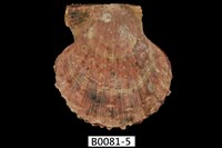 藏品(法爾海扇蛤)的圖片